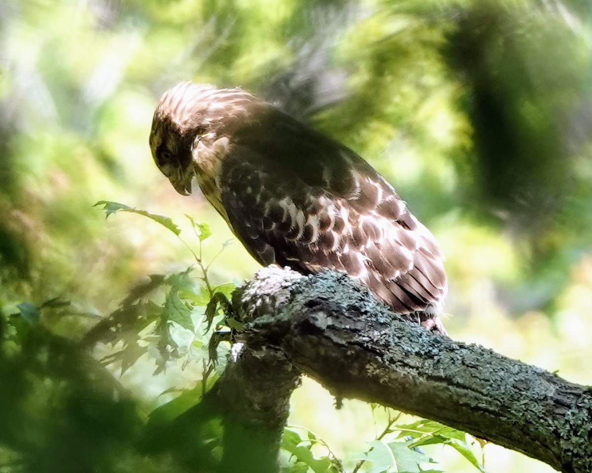 Red-shouldered Hawk - ML620633310