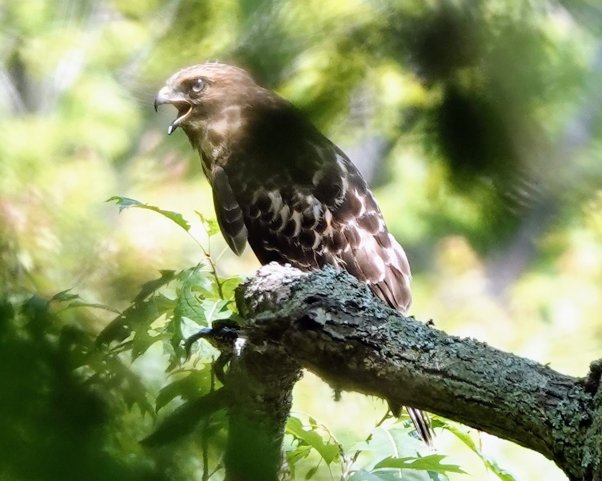 Red-shouldered Hawk - ML620633312