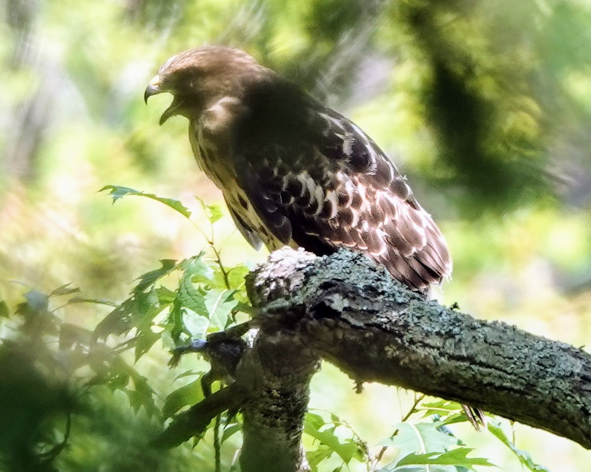 Red-shouldered Hawk - ML620633313