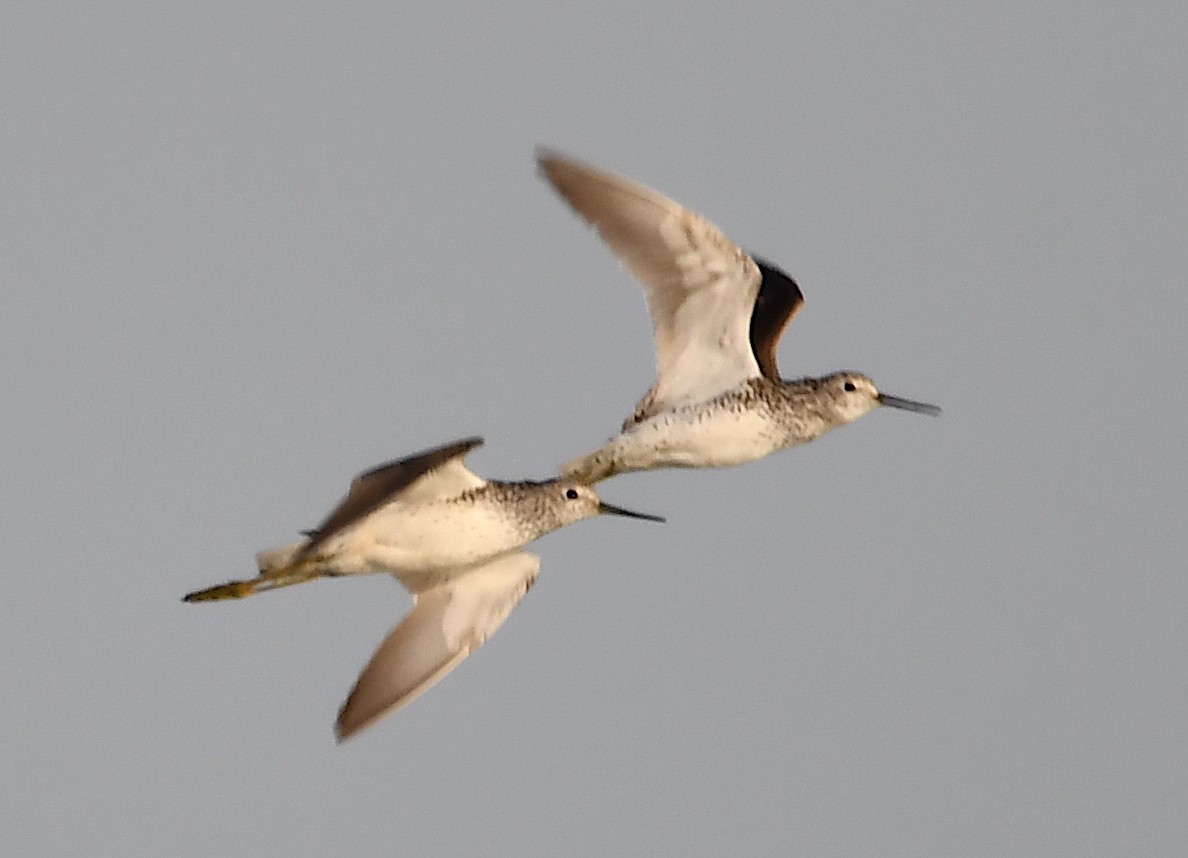 Marsh Sandpiper - ML620633317