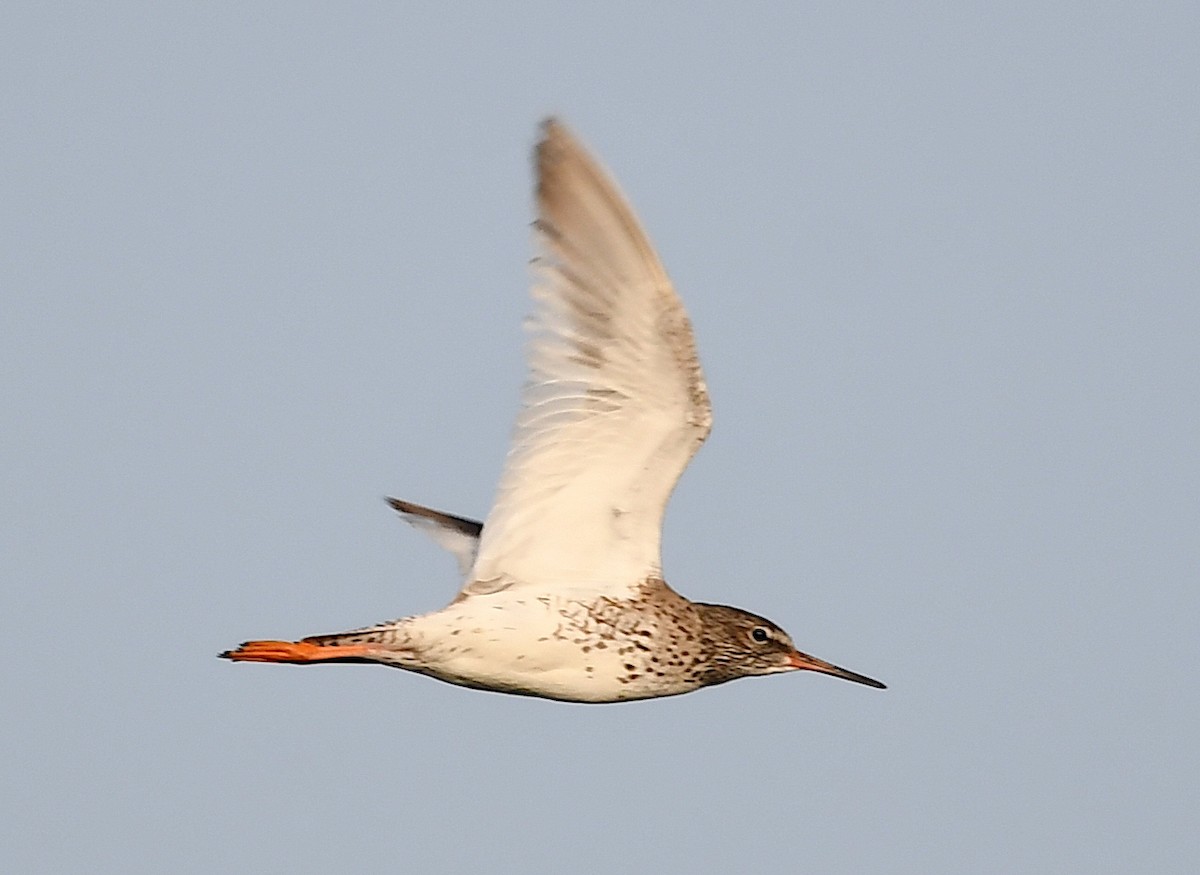 Common Redshank - ML620633320