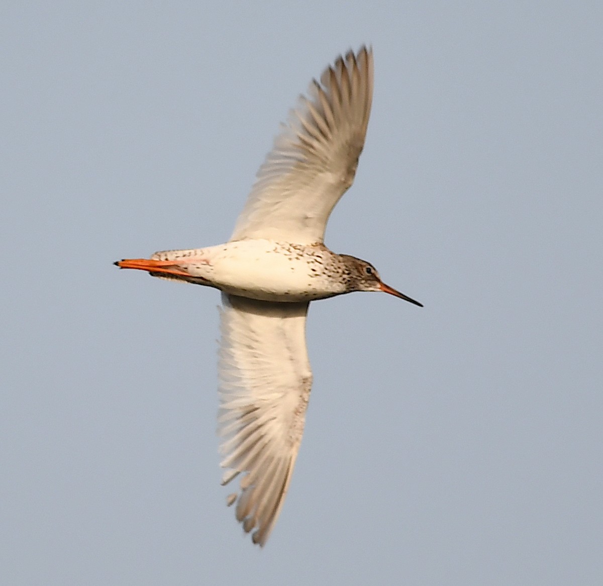 Common Redshank - ML620633322