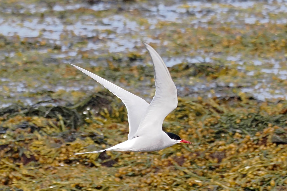 Arctic Tern - ML620633327