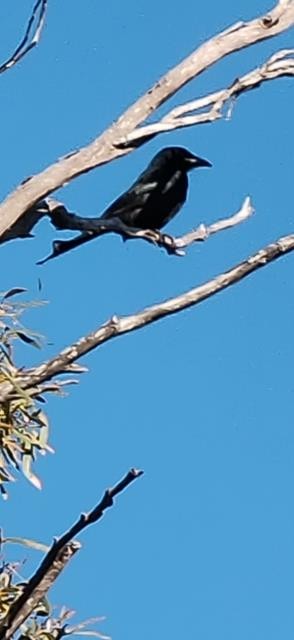 Spangled Drongo - Birdline Australia