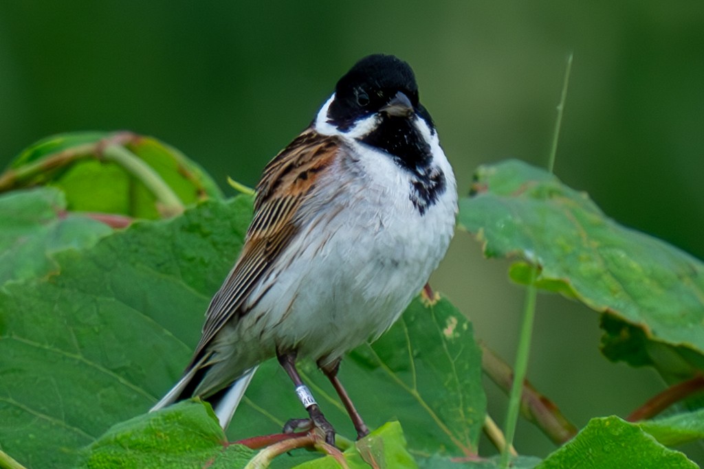 Reed Bunting - ML620633336