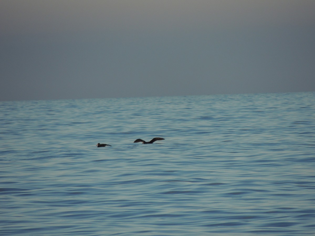 Southern/Northern Giant-Petrel - ML620633339