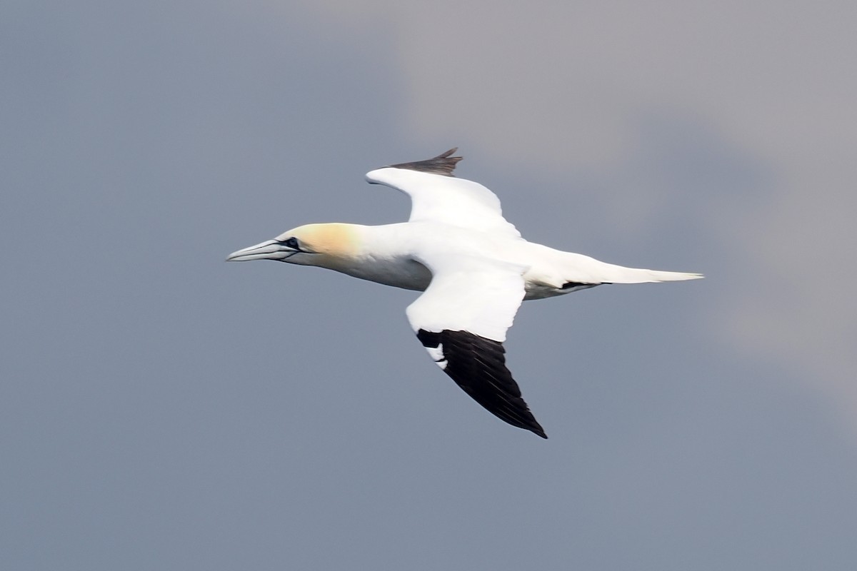 Northern Gannet - ML620633340