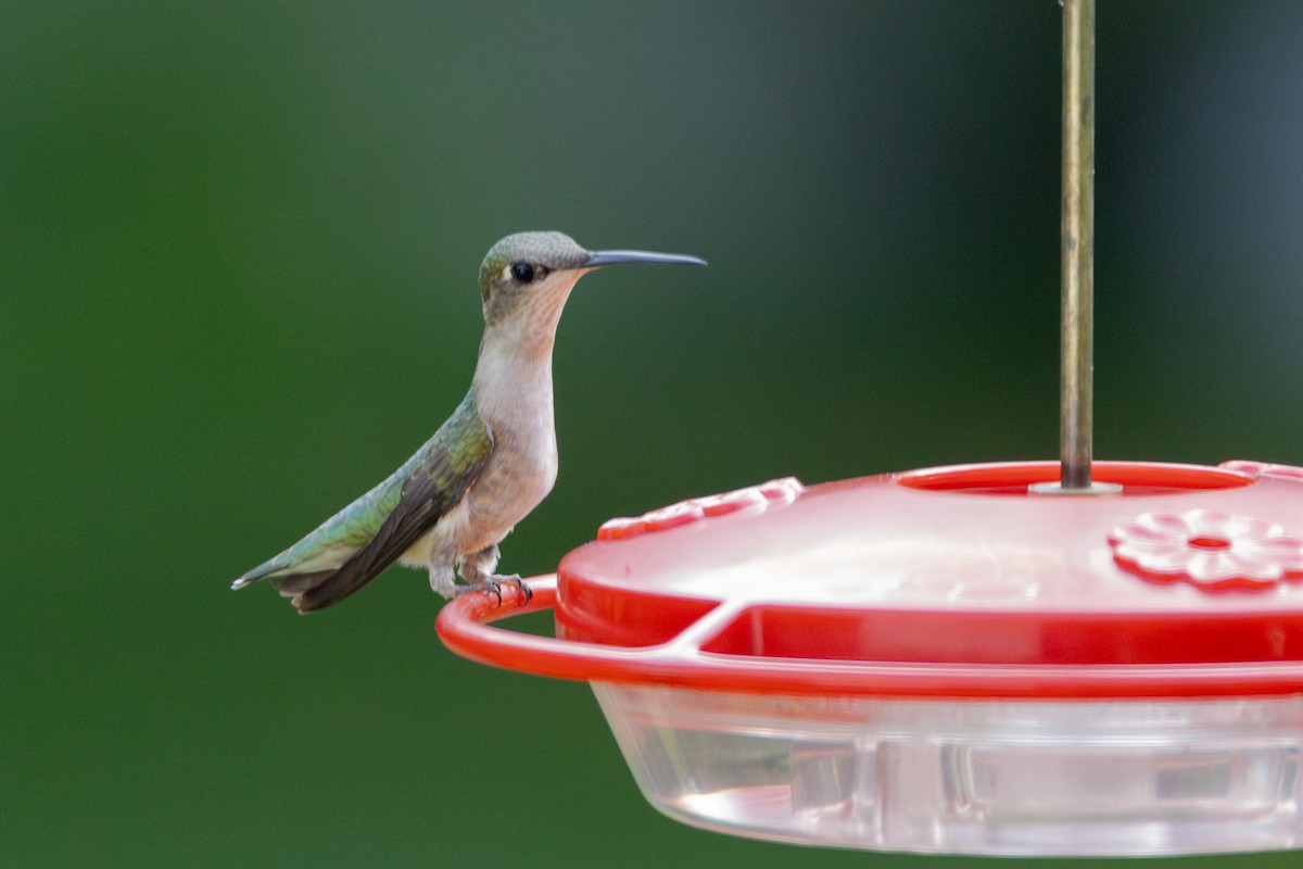 Ruby-throated Hummingbird - ML620633344