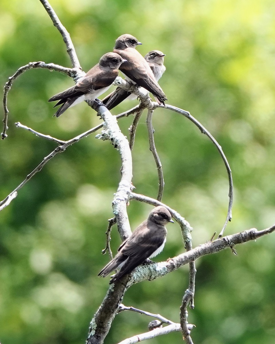 Hirondelle à ailes hérissées - ML620633345