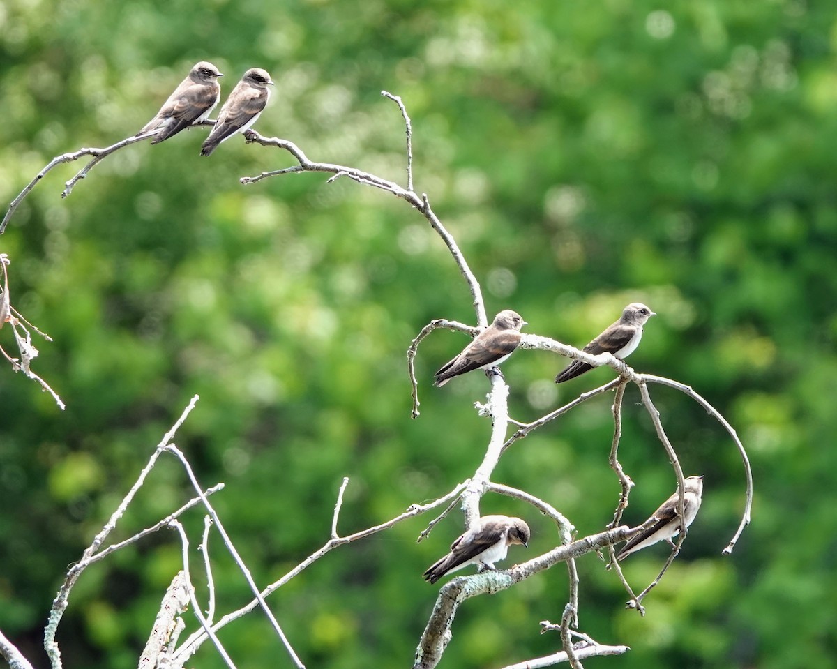 Northern Rough-winged Swallow - ML620633346