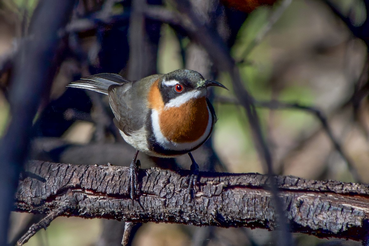 Western Spinebill - ML620633347