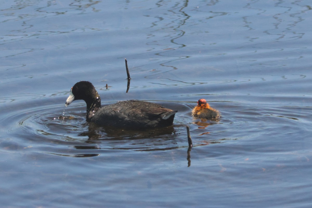 American Coot - ML620633354