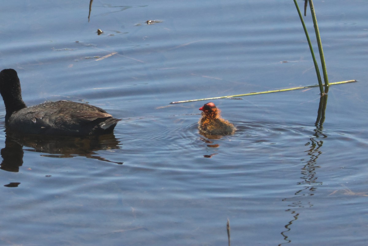 American Coot - ML620633355