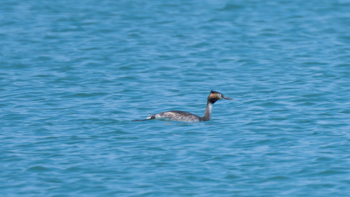 Great Crested Grebe - ML620633356