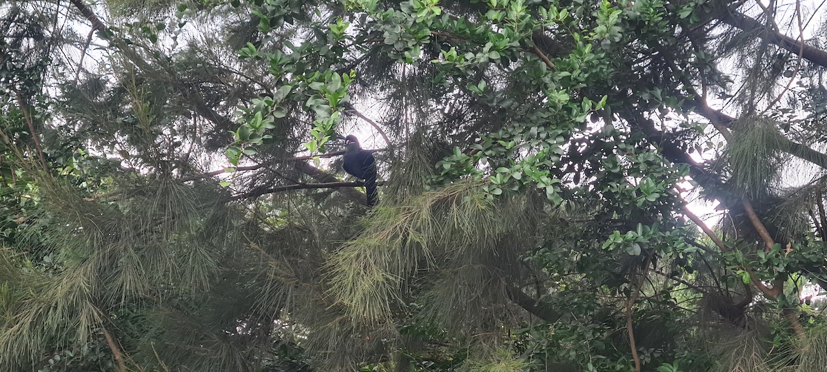 Hartlaub's Turaco - ML620633358