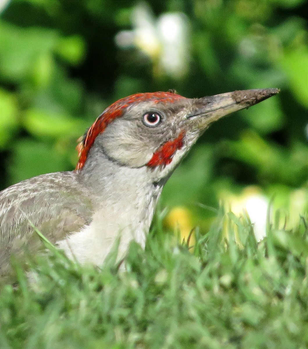 Iberian Green Woodpecker - ML620633361