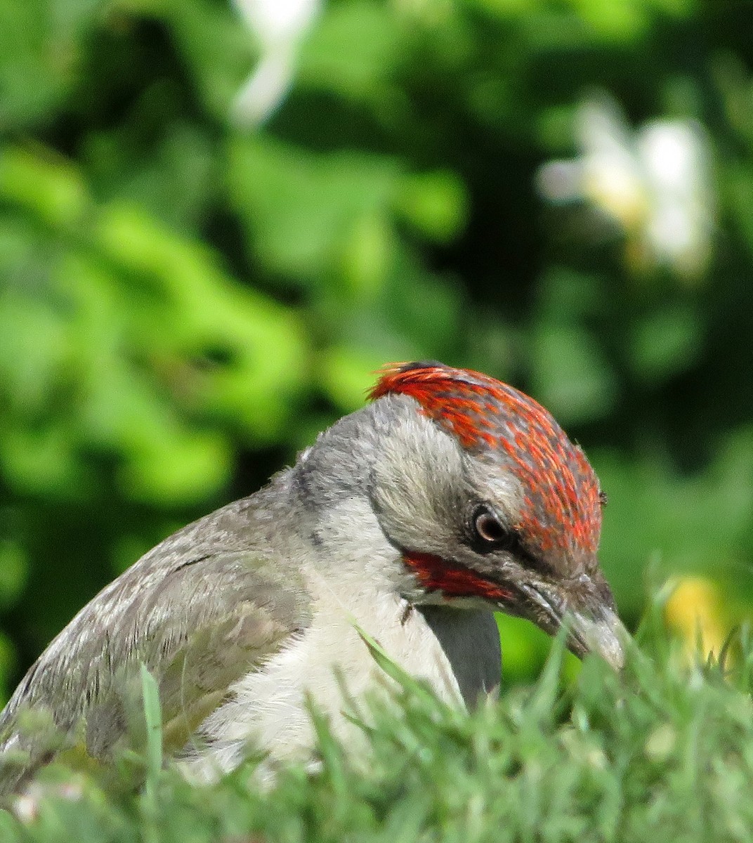 Iberian Green Woodpecker - ML620633362