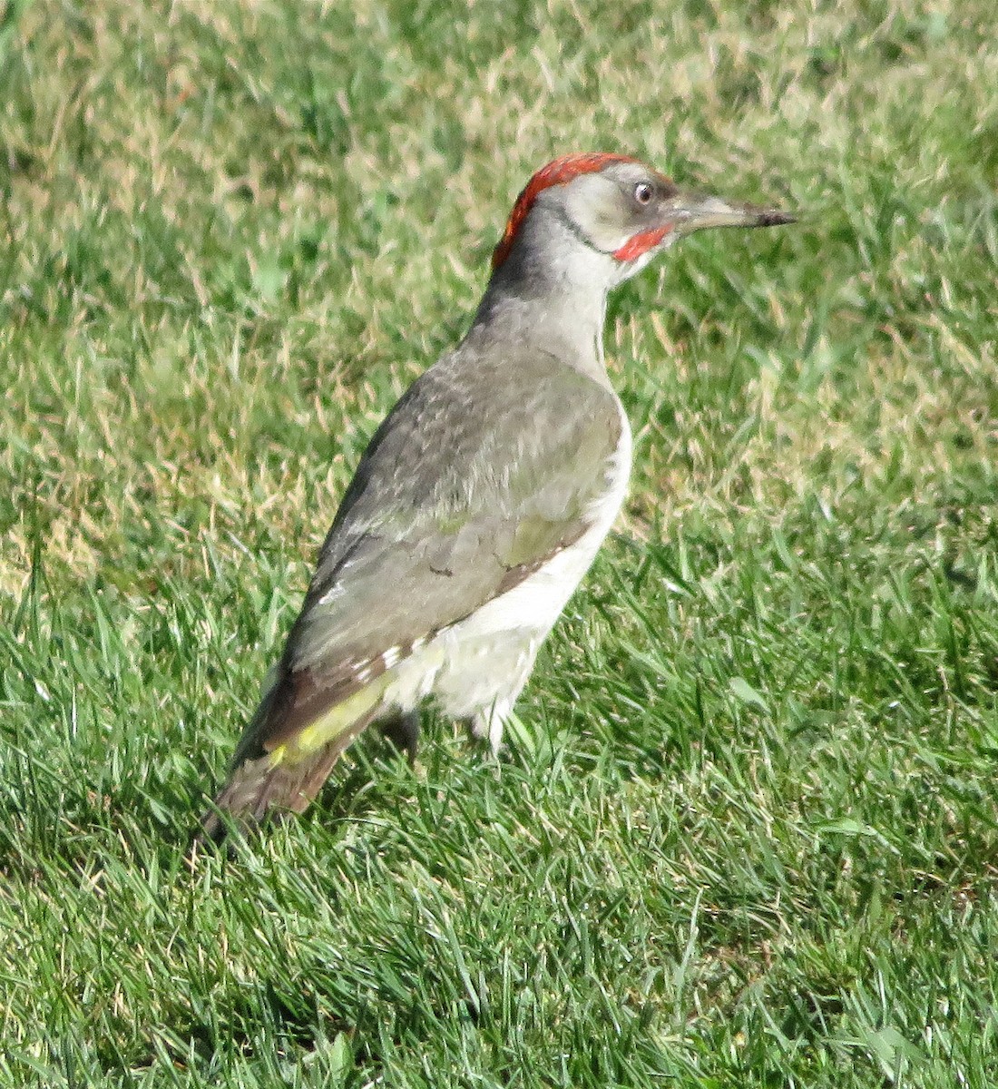 Iberian Green Woodpecker - ML620633363