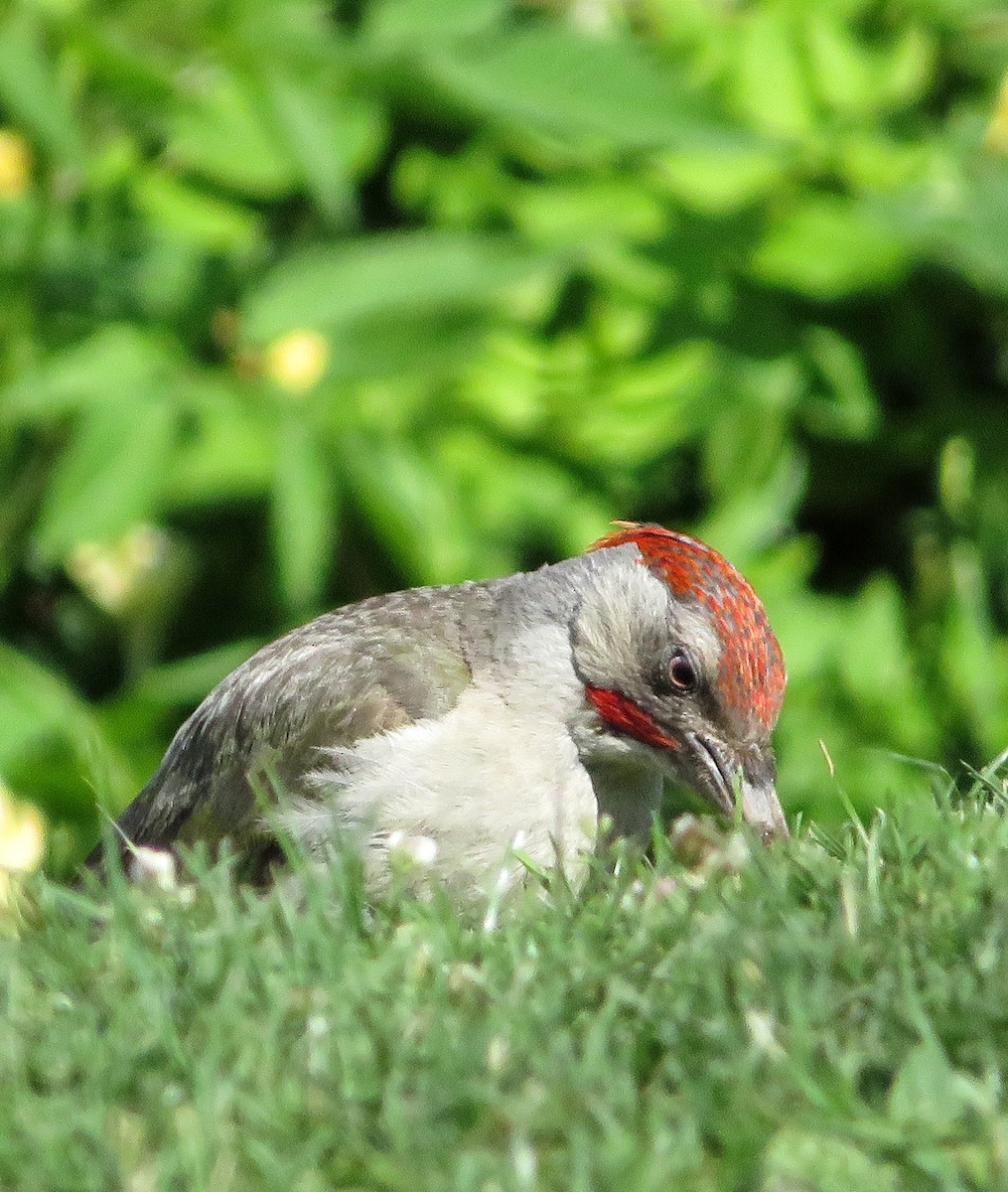 Iberian Green Woodpecker - ML620633364