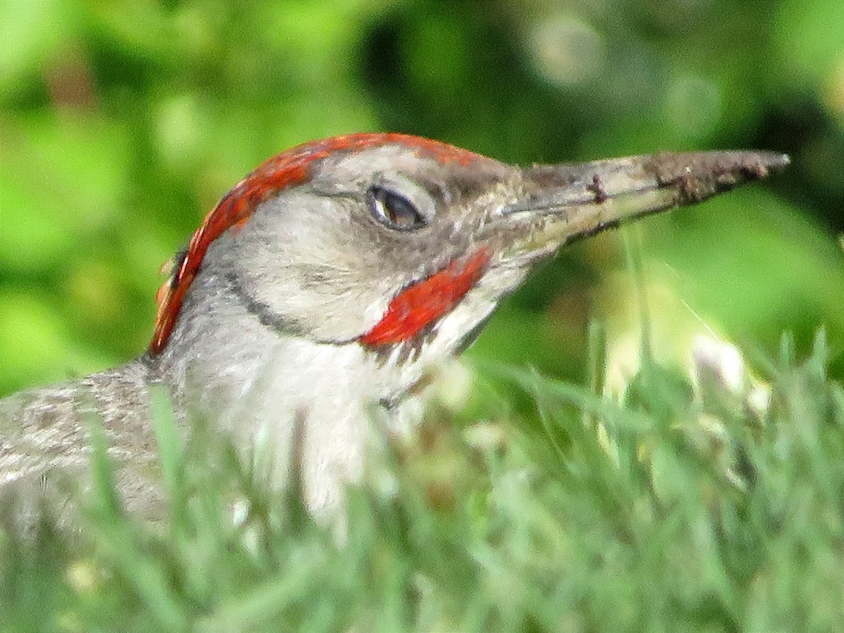 Iberian Green Woodpecker - ML620633365