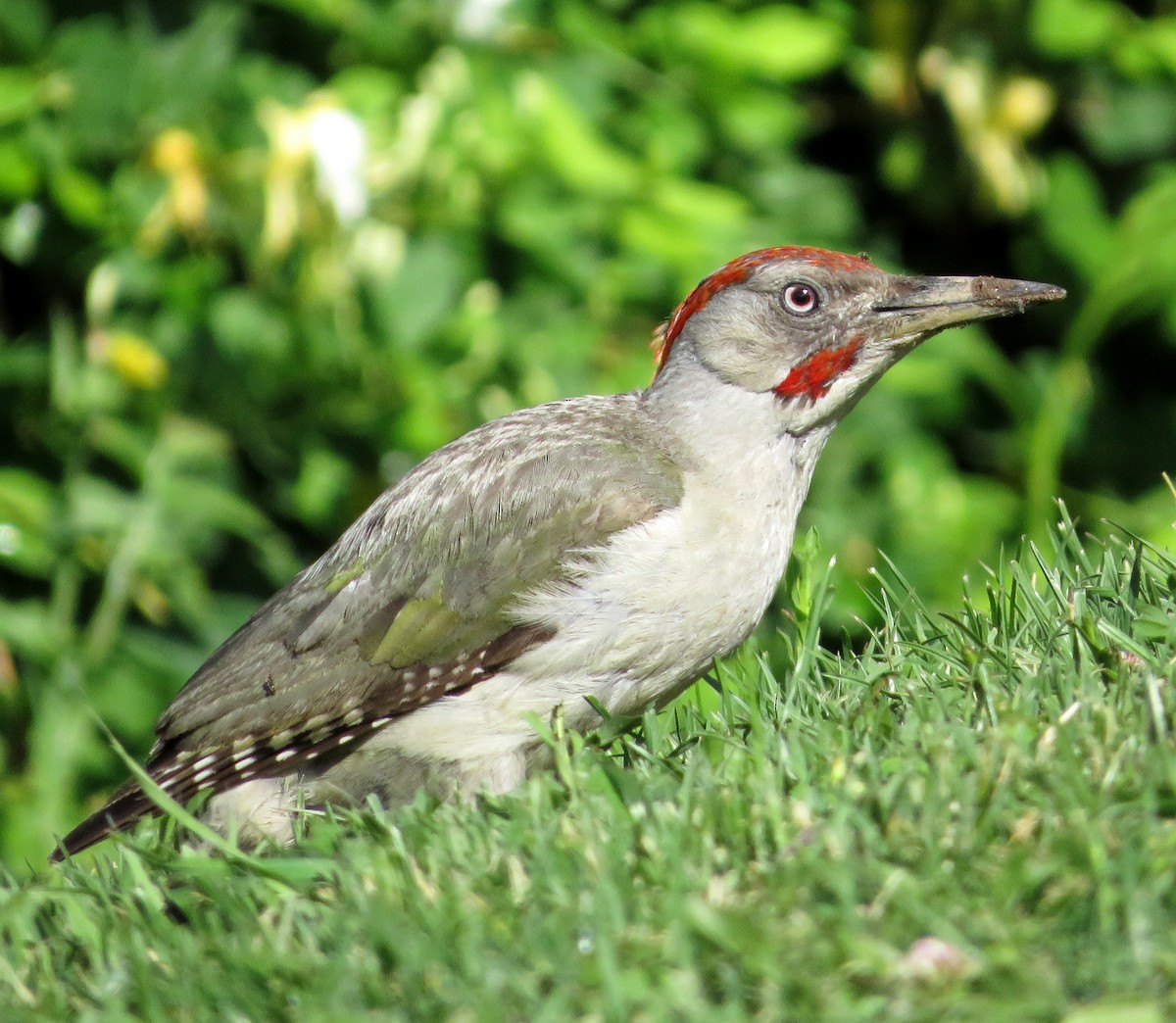 Iberian Green Woodpecker - ML620633366
