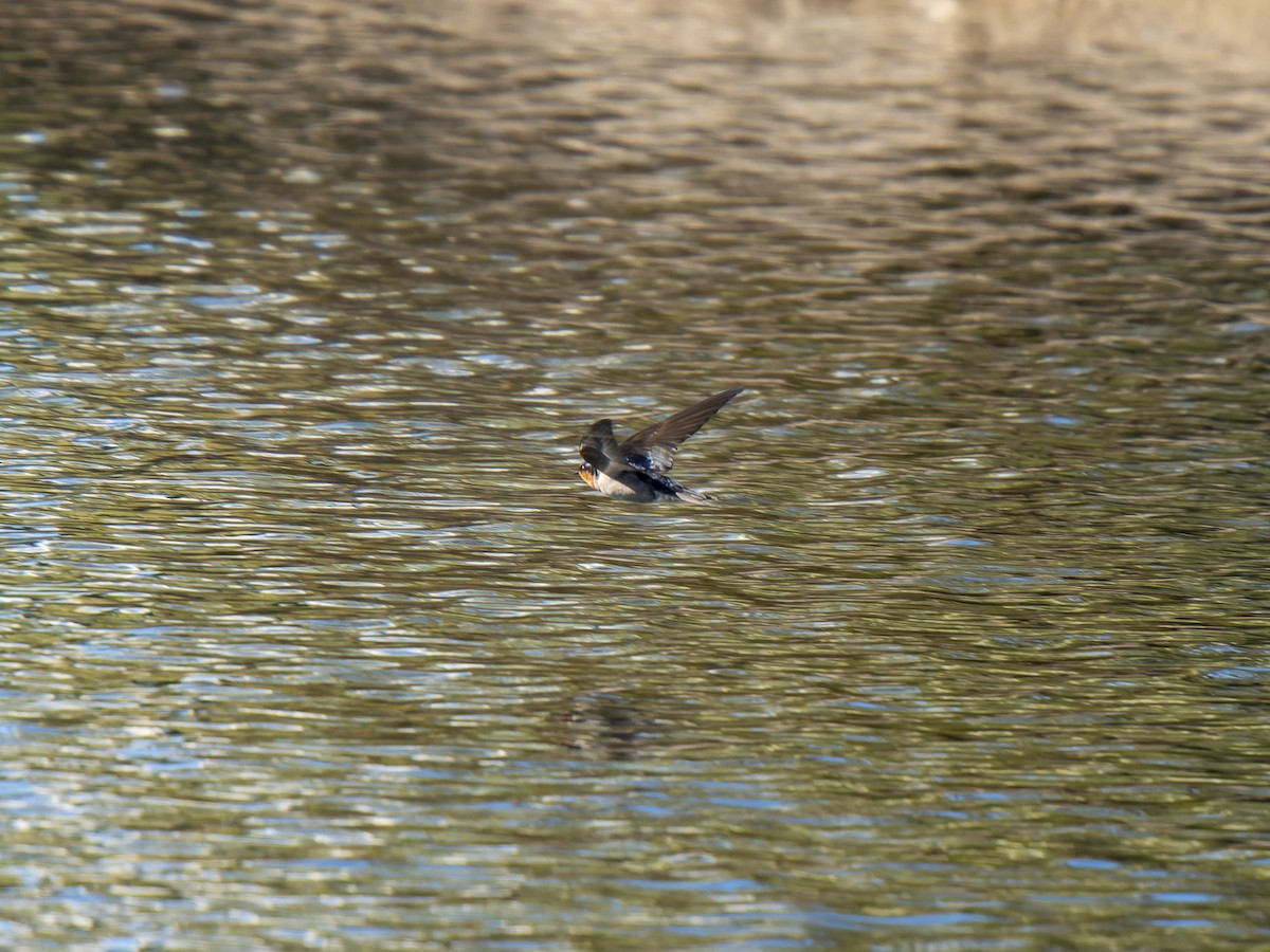 Golondrina Australiana - ML620633374