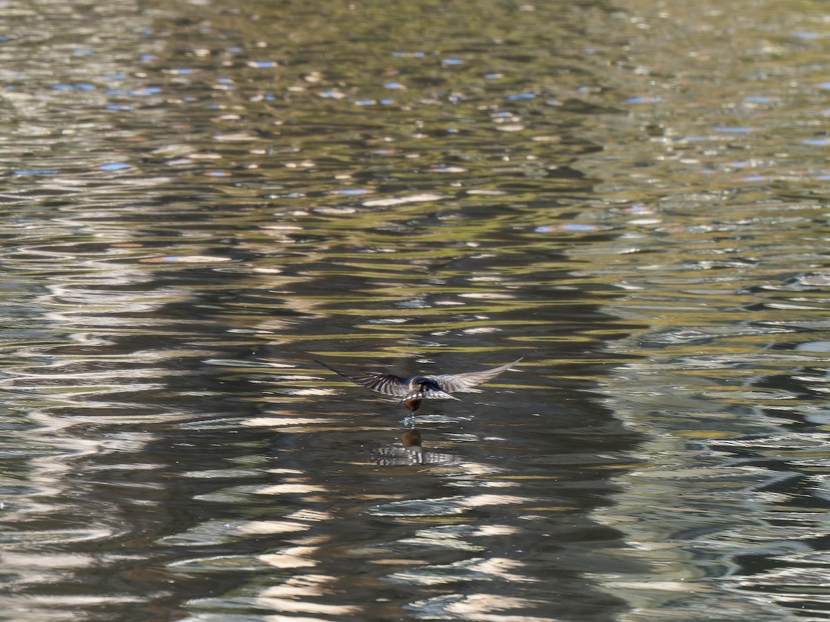 Golondrina Australiana - ML620633375