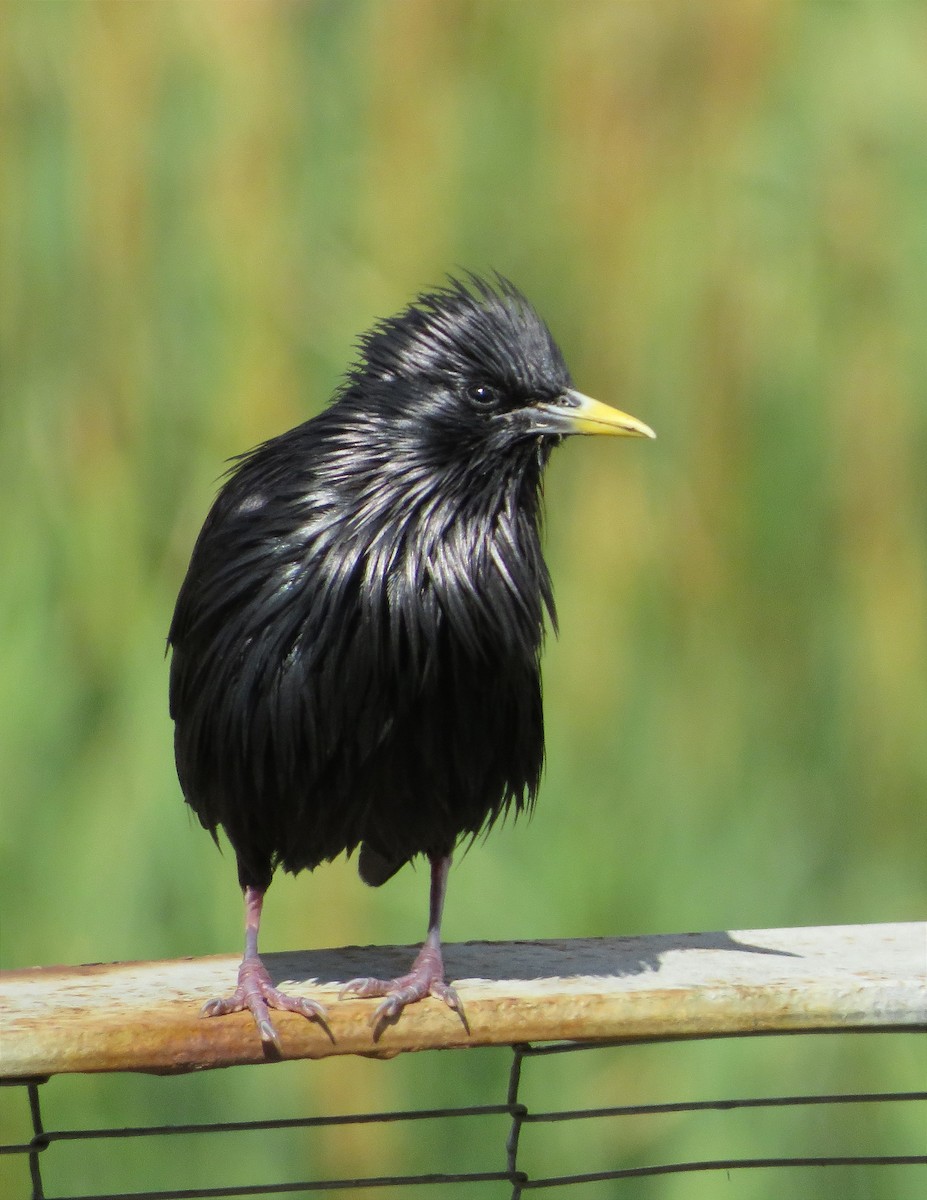 Spotless Starling - ML620633376