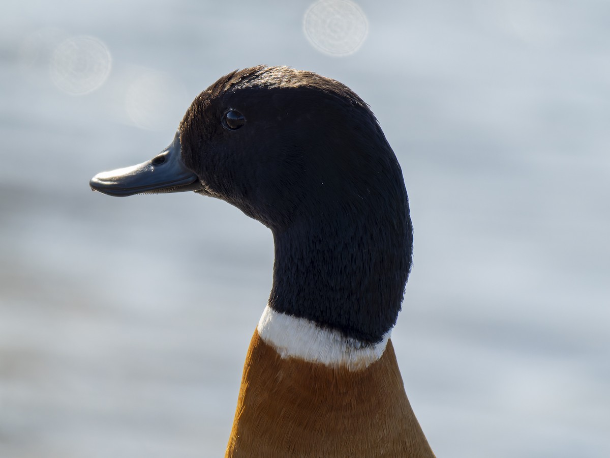 Australian Shelduck - ML620633377