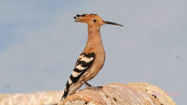 Eurasian Hoopoe - ML620633378