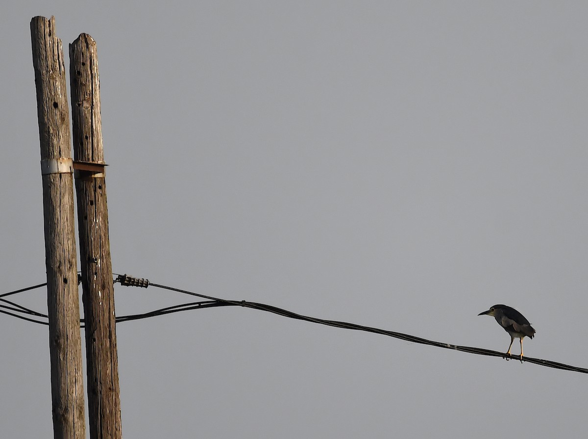 Black-crowned Night Heron - ML620633379