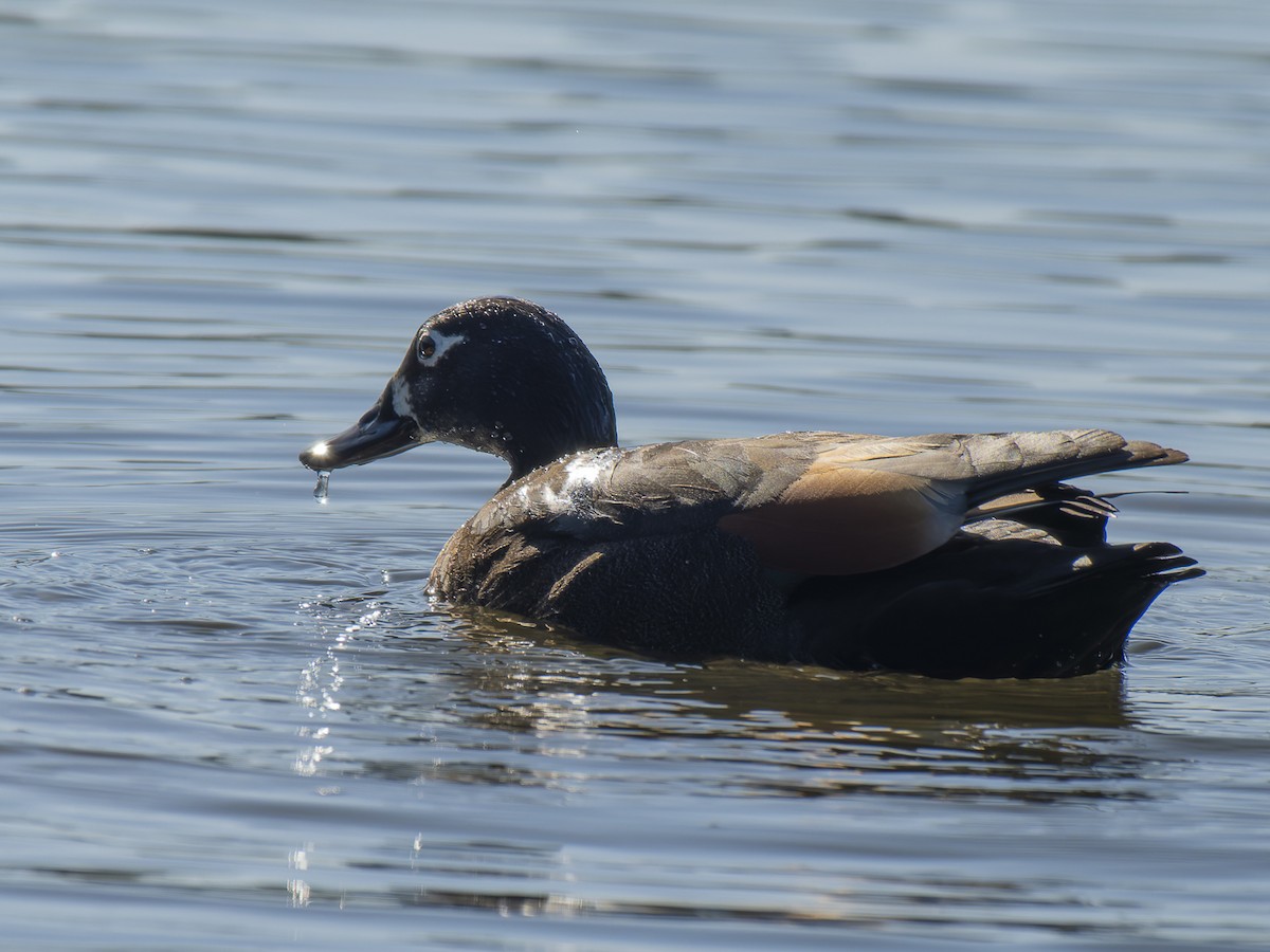 Australian Shelduck - ML620633383