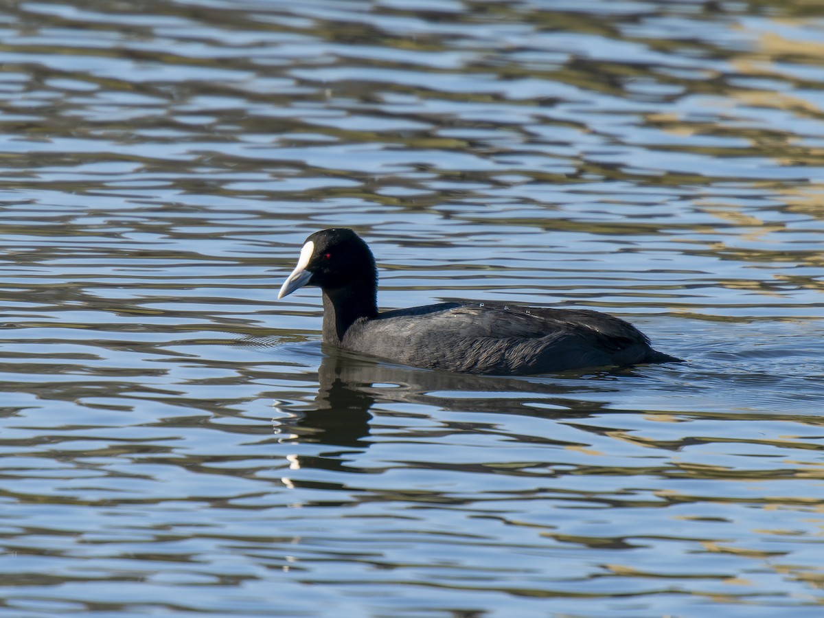 Eurasian Coot - ML620633385