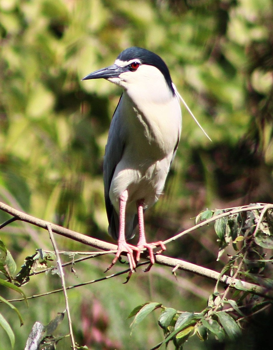 Black-crowned Night Heron - ML620633386