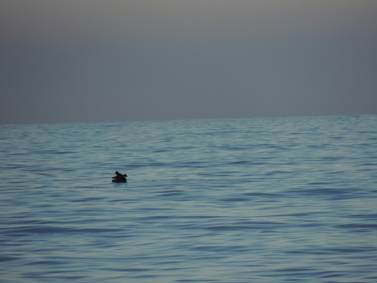 Southern/Northern Giant-Petrel - ML620633389