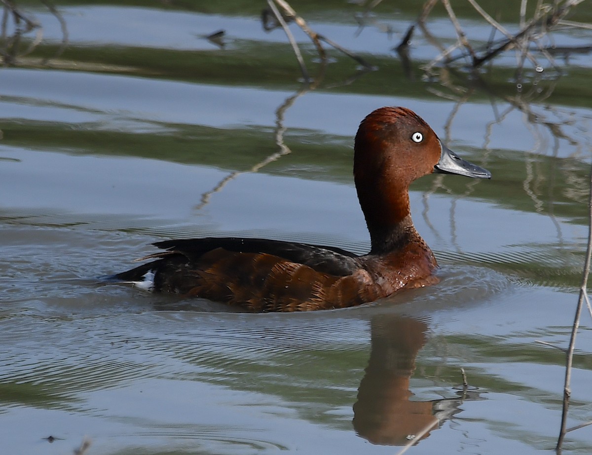 Ferruginous Duck - ML620633390