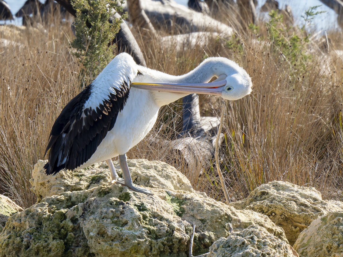 pelikán australský - ML620633394