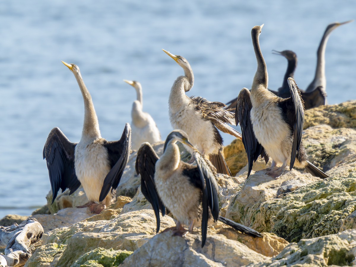 Anhinga Australiana - ML620633395