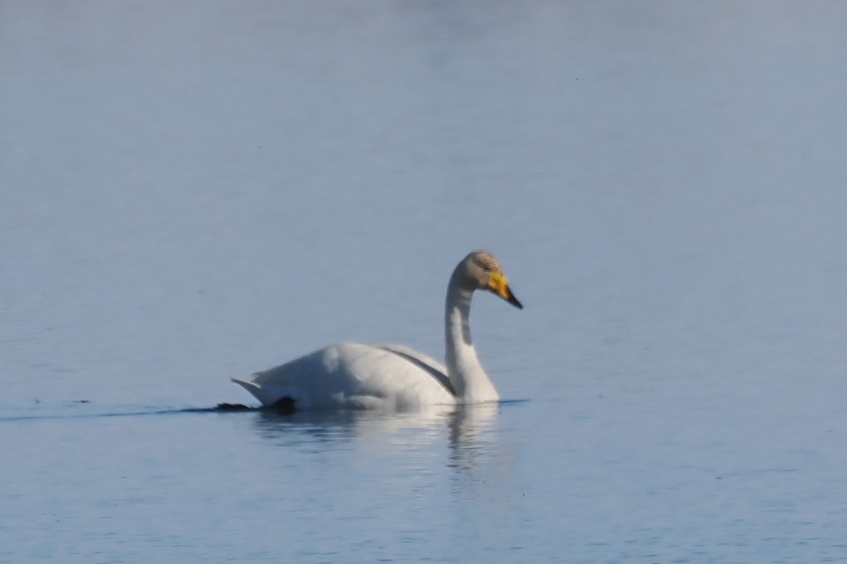 Whooper Swan - ML620633396