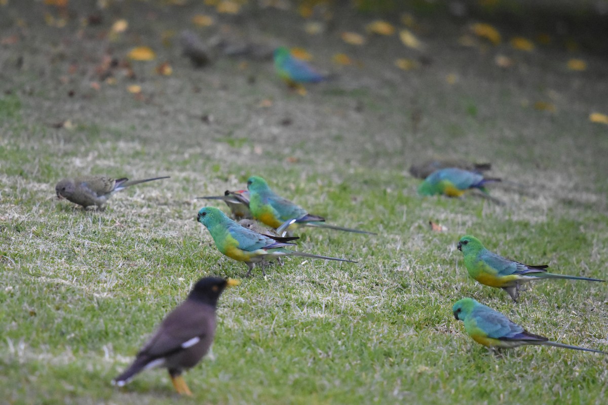 Red-rumped Parrot - ML620633399