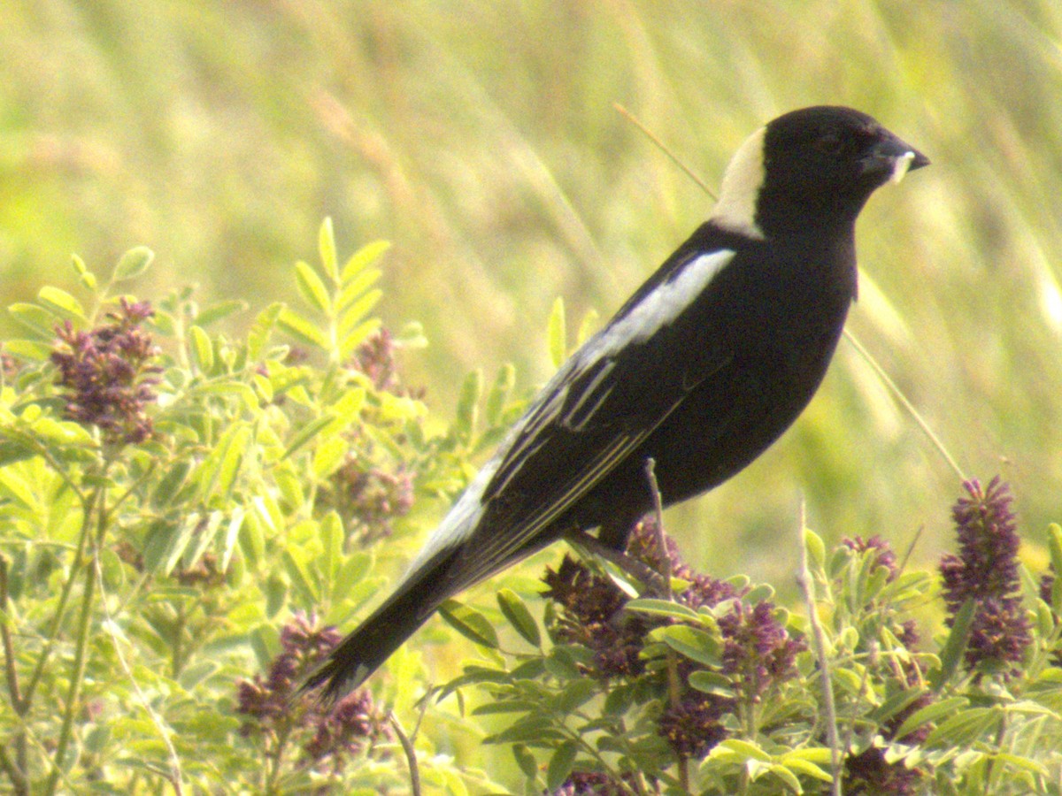 bobolink americký - ML620633400