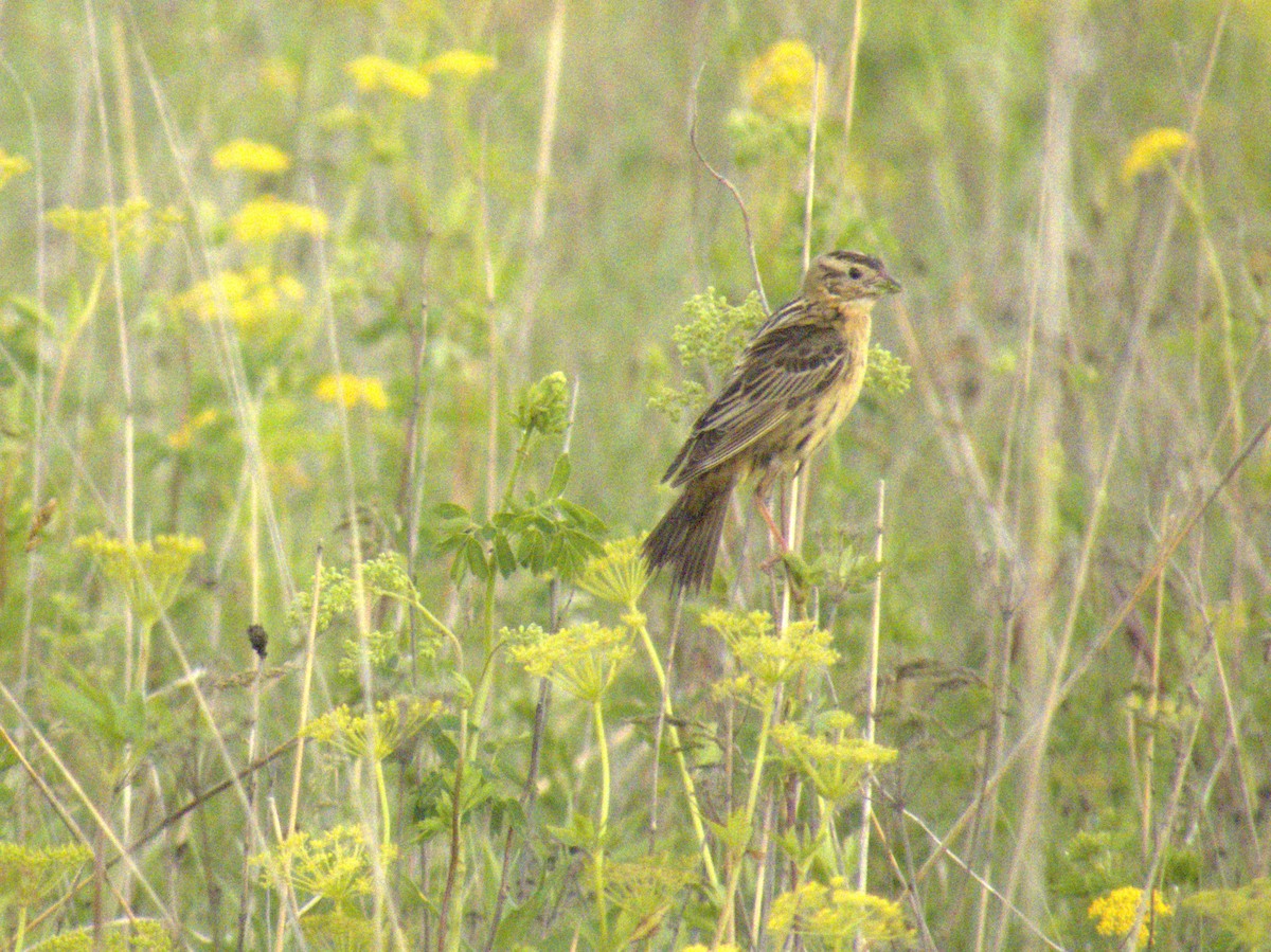 bobolink americký - ML620633403