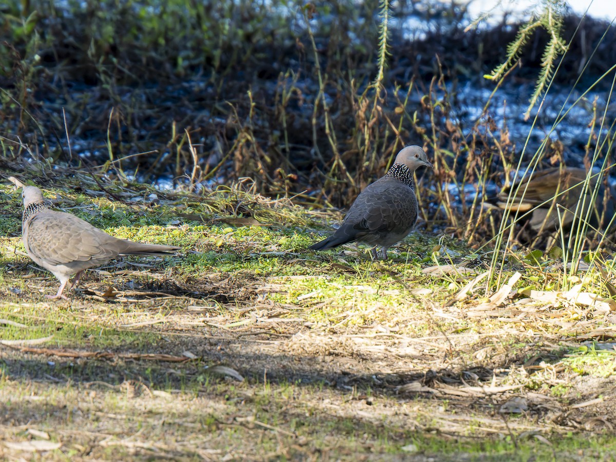 珠頸斑鳩 - ML620633412