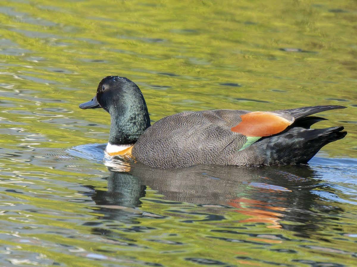 Australian Shelduck - ML620633415