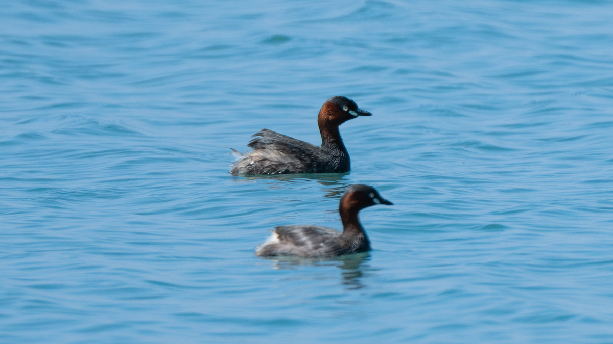 Little Grebe - ML620633416