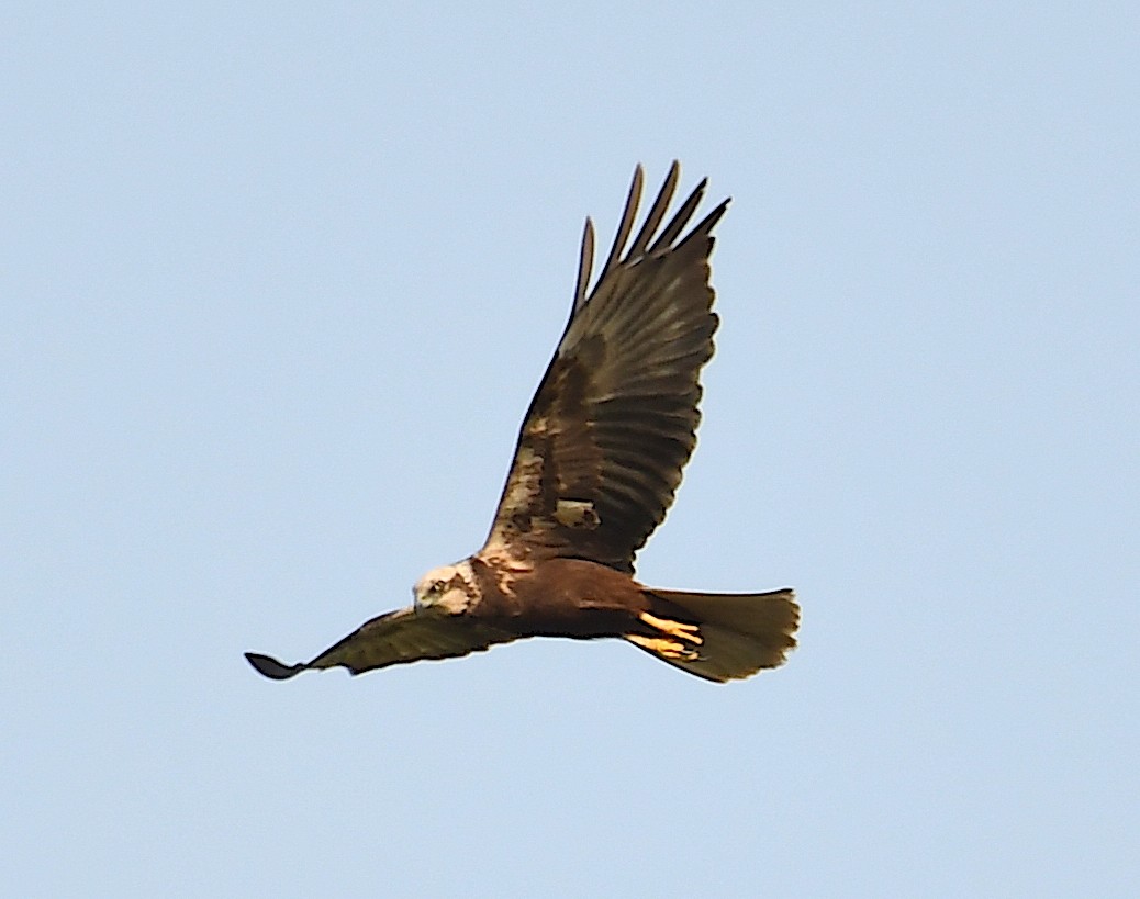 Western Marsh Harrier - ML620633420