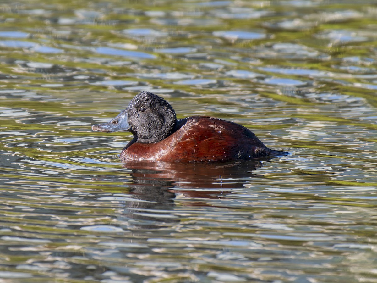 Blue-billed Duck - ML620633421