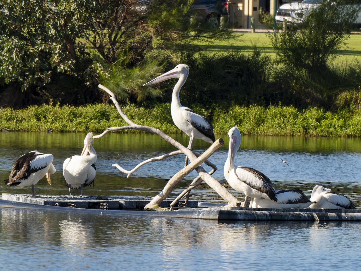 pelikán australský - ML620633424