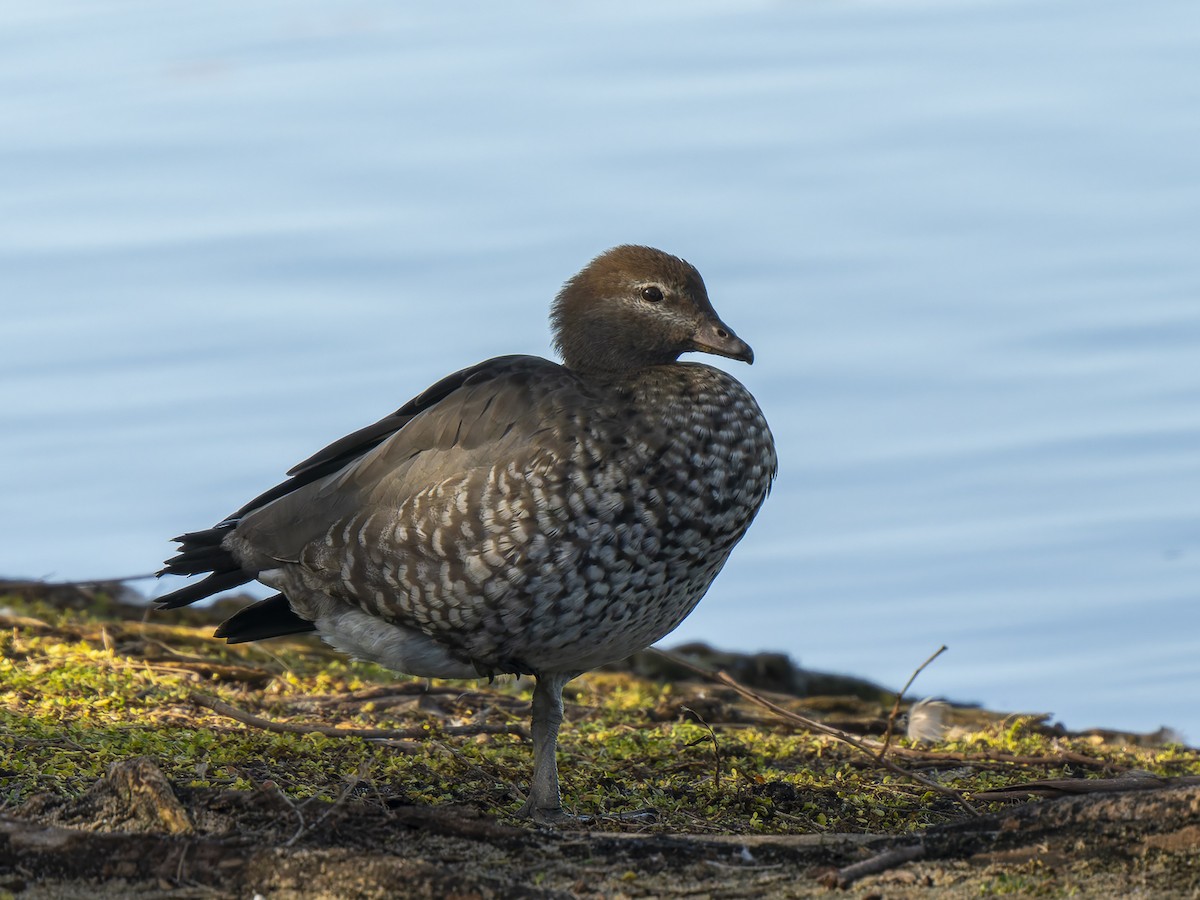 Maned Duck - ML620633429