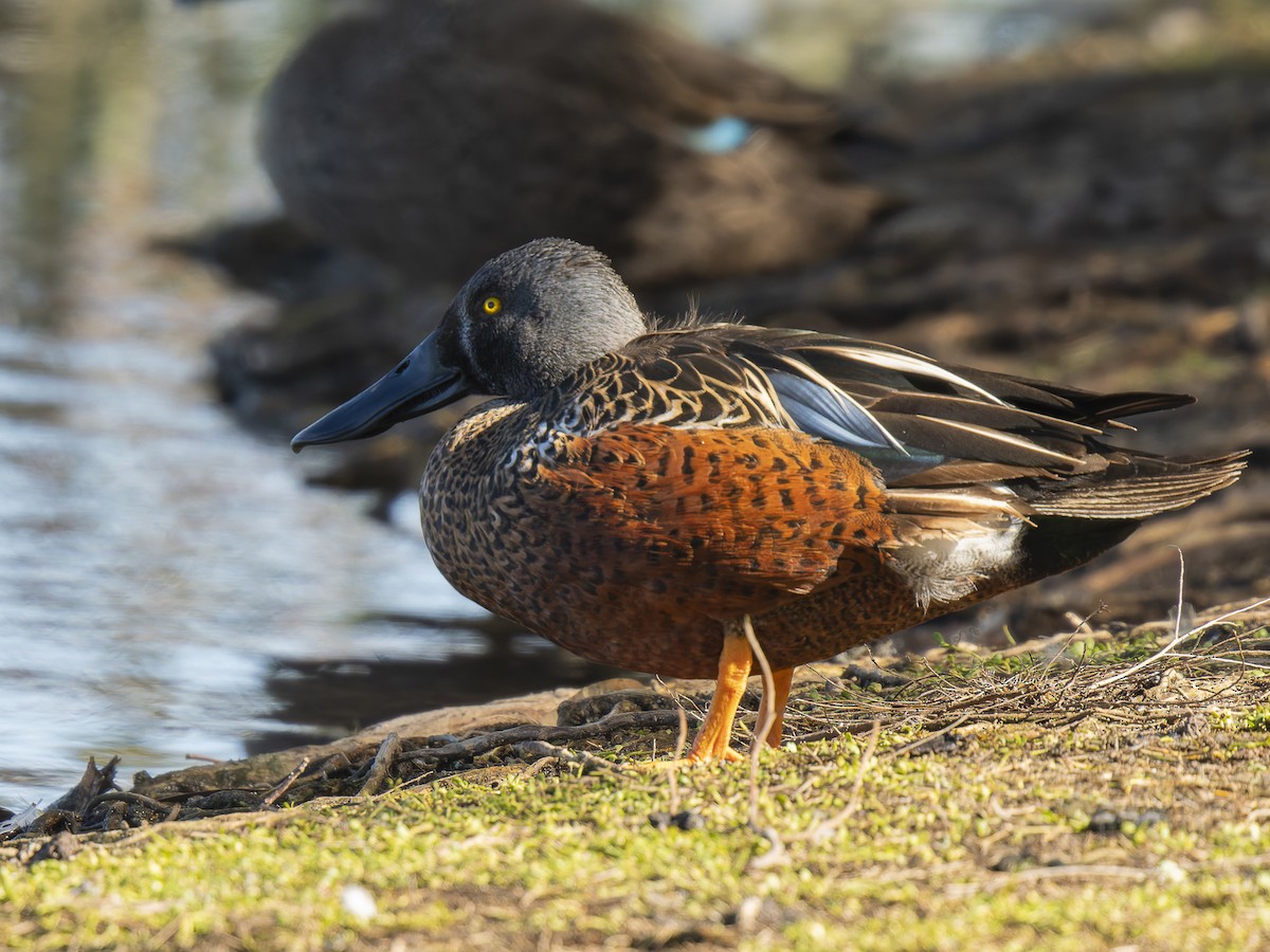 Australasian Shoveler - ML620633432